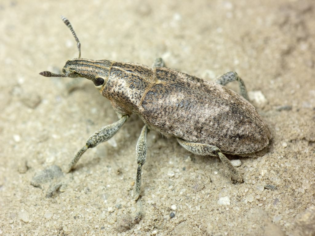 Cleonis pigra (Scopoli, 1763)